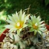 Turbinicarpus_ schmiedickeanus ssp. flaviflorus _18